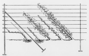 Formation de jeunes arbres, de The Fruit Growers Guide par John Wright, publié vers 1897-1905