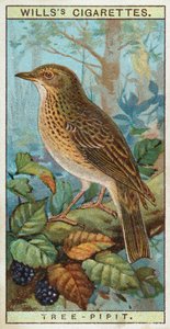 Pipit des arbres