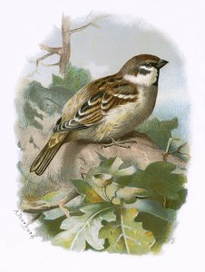 Moineau friquet