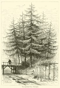 Les arbres et leurs usages, le mélèze - English School