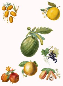 Fruits tropicaux