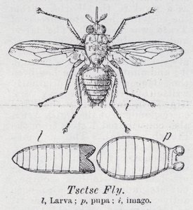 Mouche tsé-tsé