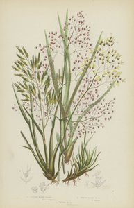 Agrostide touffue, Agrostide alpine lisse, Agrostide ondulée - English School