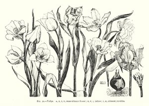 Tulipes ; même fleur cramoisie ; jaune ; cramoisie ; blanche