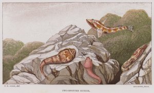 Suceur à deux taches (lithographie en couleur)
