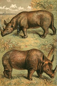 Rhinocéros à deux cornes et rhinocéros à une corne