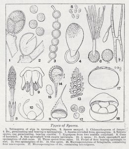 Types de spores - English School