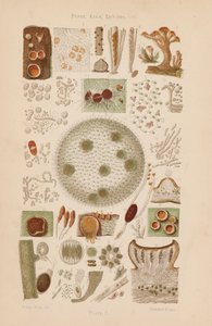 Sous le microscope : Champignons, Algues, Lichens, etc. - English School