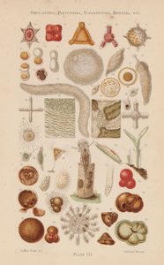 Sous le microscope : Gregarinida, Polycystina, Foraminifera, Rotifera, etc. - English School