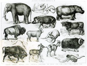 Ungulata ou animaux à sabots - English School
