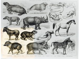 Ungulés ou animaux à sabots - English School