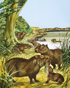 Animaux non identifiés près d