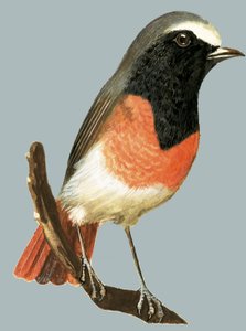 Oiseau non identifié