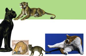 Montage de chats non identifiés à travers les âges - English School