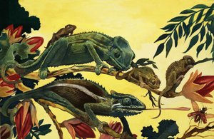 Lézards non identifiés - English School