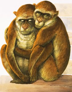 Singes non identifiés