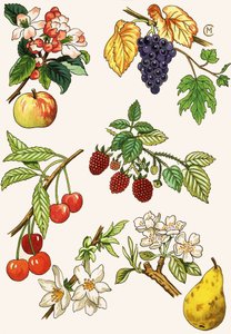 Montage non identifié de fruits et baies
