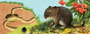 Souris non identifiée et sa maison