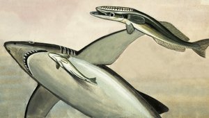 Requin et poisson non identifiés