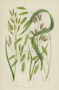 Brome dressé, Brome des bois velu, Brome annuel dressé - English School