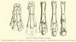 Diverses formes de sabots - English School