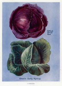 Guide du cultivateur de légumes : Choux