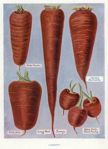 Guide du cultivateur de légumes : Carottes (lithographie en couleur)