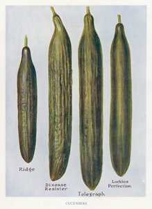 Guide du cultivateur de légumes : Concombres (lithographie en couleur)