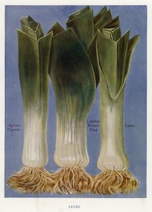 Guide du cultivateur de légumes : Poireaux