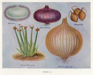 Guide du cultivateur de légumes : Oignons