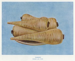 Guide du cultivateur de légumes : Panais, Tender and True - English School