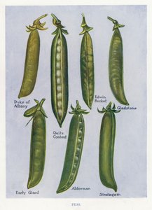 Guide du cultivateur de légumes : Pois (lithographie en couleur)