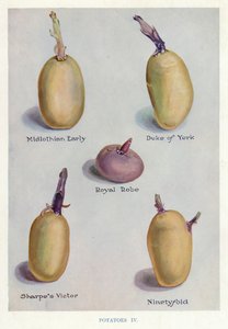 Guide du cultivateur de légumes : Pommes de terre
