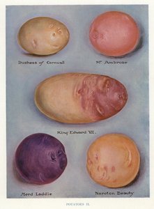 Guide du cultivateur de légumes : Pommes de terre