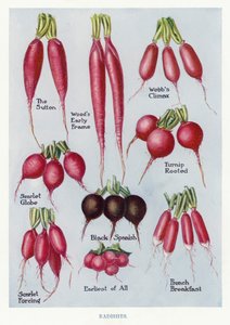 Guide du cultivateur de légumes : Radis