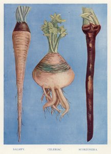 Guide du cultivateur de légumes : Salsifis, céleri-rave, scorsonère