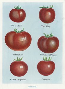 Guide du cultivateur de légumes : Tomates (lithographie en couleur)