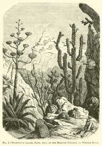 Végétation (Aloès, Cactus, etc.) des hauts plateaux mexicains, ou Tierras Frias - English School