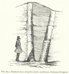 Arbres verticaux, Sigillaria, dans le grès, Swansea, Logan - English School