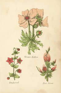 Mauve de Vervain, Mouron, Flèche de repos - English School