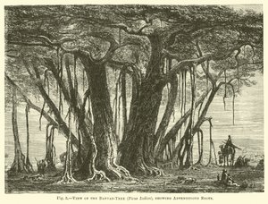 Vue du banian (Ficus Indica), montrant les racines adventives