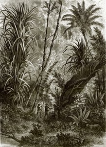 Forêt vierge à Kar-Nikobar (Océan Indien)