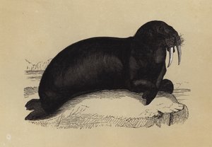 Morse (lithographie en couleur)