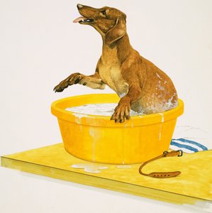 Lavage du chien