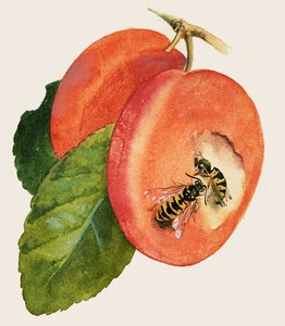 Guêpes