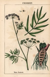 Ciguë aquatique montrant les feuilles, la structure des racines et les fleurs. Cicuta virosa, de 