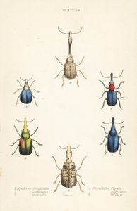Charançons : Attelabus longicollis 1, Attelabus gemmatus 2, Attelabus ruficollis 3, Byctiscus populi 4, Rhycnhites pubescens 5, et Rhynchites collaris 6 - English School