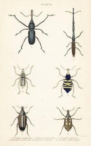 Charançons : Brentus ancharago 1, Rhina barbirostris 2, Curculio cuviera 3, Eupholus geoffroyi 4, Larinus ursus 5 et Curculio sphacelatus 6 - English School