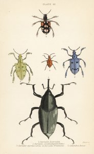 Charançons et coléoptères : Curculio latreillii 1, Curculio sexdecempunctatus 2, Trichaptus mutillarius 3, Pissodes castaneus 4 et Calandra heros 5 - English School