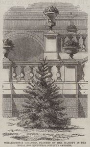 Wellingtonia Gigantea plantée par Sa Majesté dans les jardins de la Royal Horticultural Society (gravure) - English School